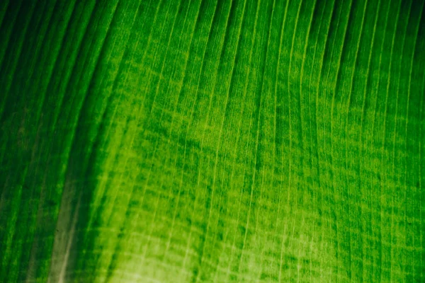 Astratto Natura Sfondo Foglia Verde Bella Carta Parati — Foto Stock