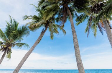 Koh Nangyuan 'ın en güzel manzarası, koh tao Thailand.