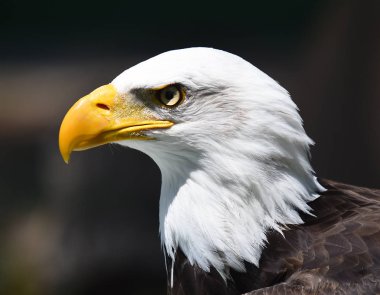 Kartal beyaz başını Başkanı