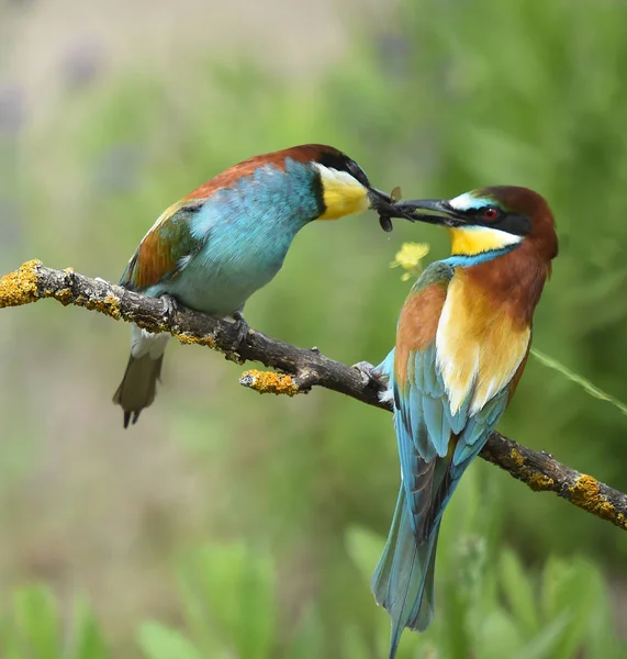 Comedor Abelhas Natureza — Fotografia de Stock