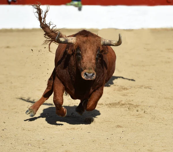 Taureau Courant Arène Espagnole — Photo