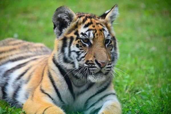 Tigre Siberiano Safari —  Fotos de Stock