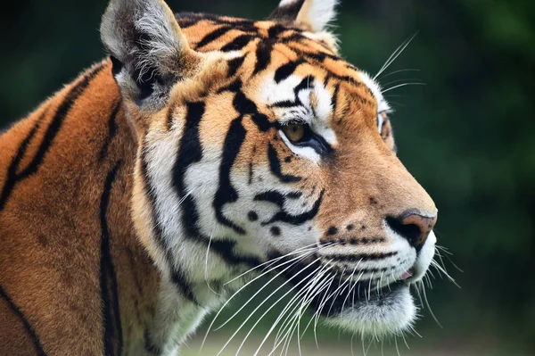 Tiger Siberian Safari — Stockfoto