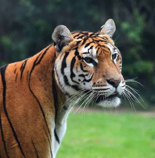 Tigre Siberiano Safári — Fotografia de Stock