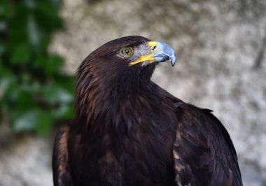 Altın Kartal İspanya