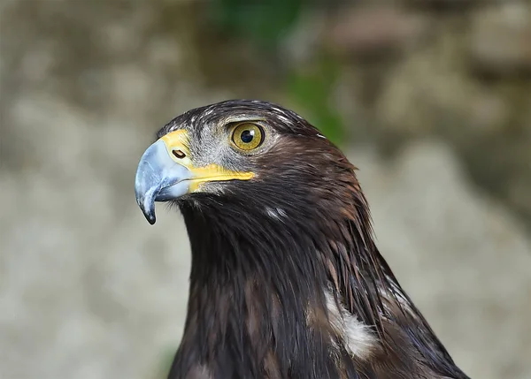 Golden Eagle Spain — Stock Photo, Image