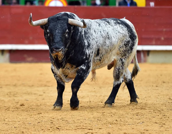 Bull Španělsku Tradiční Podívané — Stock fotografie