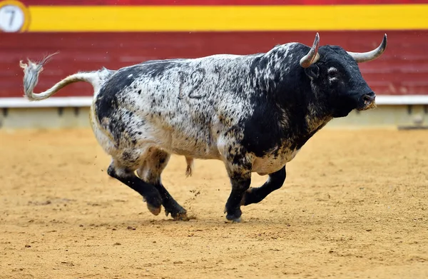 Toro España Corriendo Plaza Toros —  Fotos de Stock