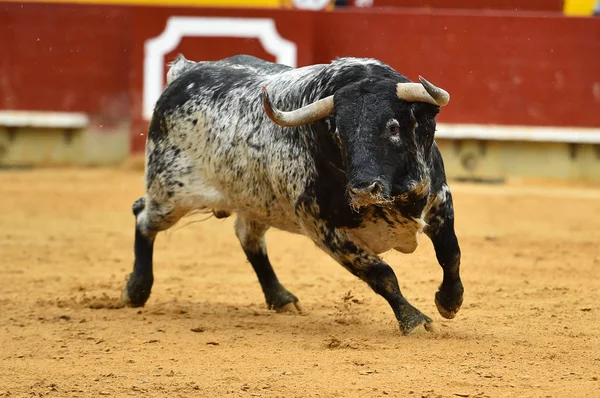 Stier Spanien Läuft Stierkampfarena — Stockfoto