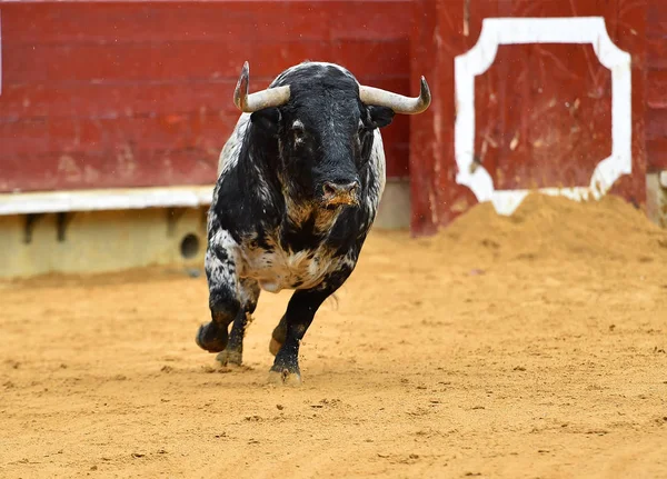 Touro Espanha Correndo Touros — Fotografia de Stock