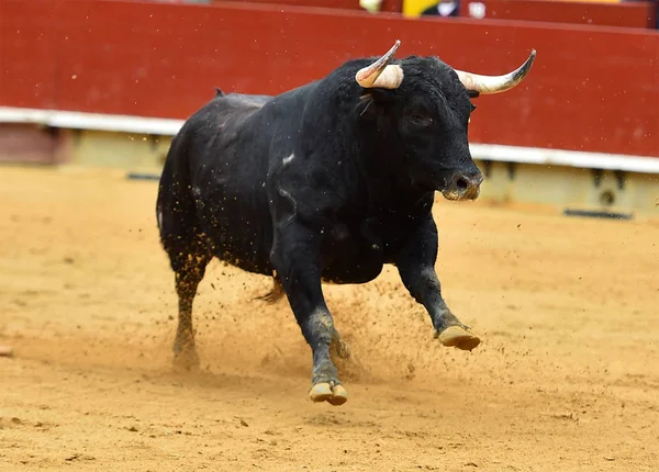 Touro Espanha Correndo Touros — Fotografia de Stock