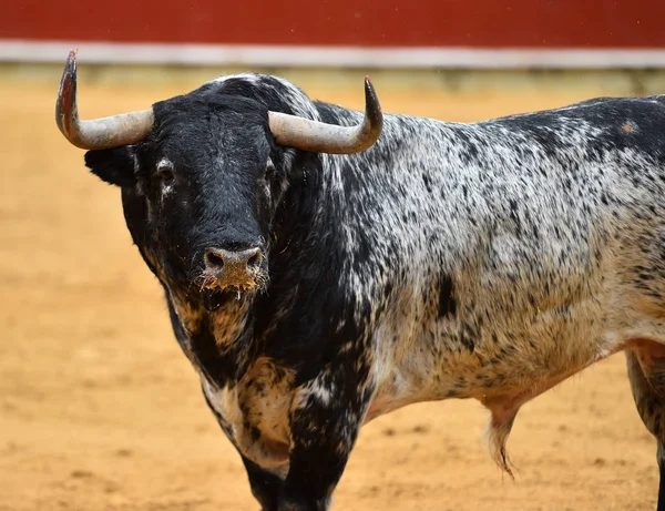 Touro Espanha Com Chifres Grandes — Fotografia de Stock