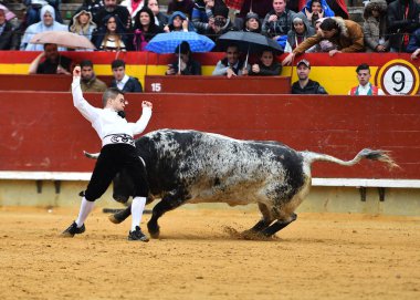 boğa büyük boynuzları ile İspanyol bullring çalıştırmak için