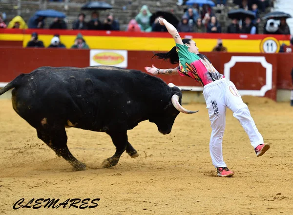 Látvány Hagyományos Spanyol Bika — Stock Fotó