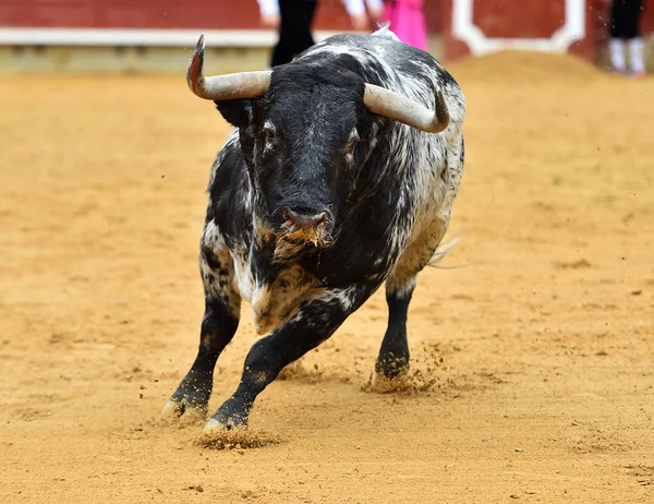 Bull Španělsku Tradiční Podívané — Stock fotografie