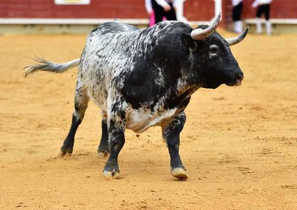 スペインの伝統的な光景で牛します — ストック写真