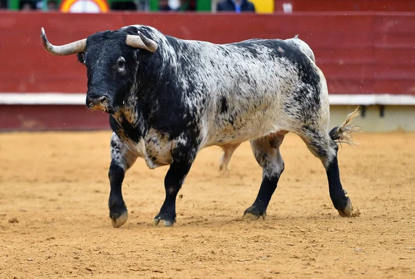 スペインの伝統的な光景で牛します — ストック写真
