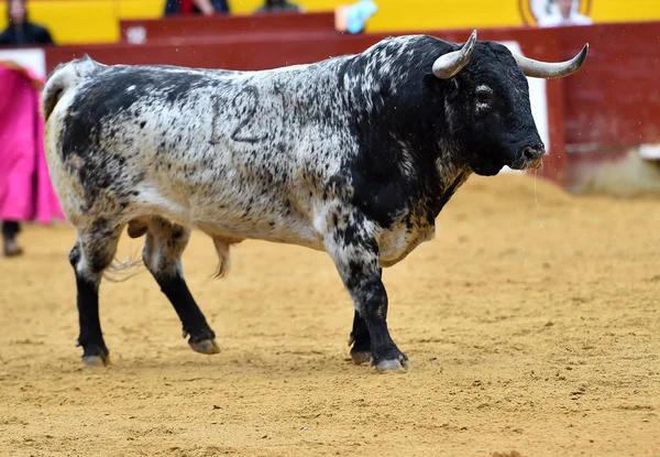 スペインの伝統的な光景で牛します — ストック写真