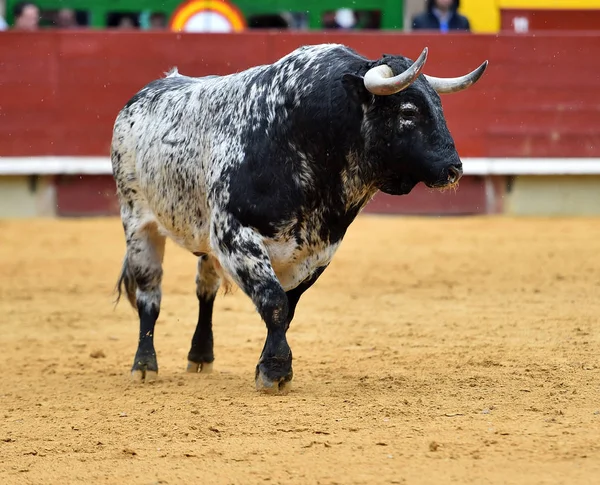 Bulle Spanien Bei Traditionellem Spektakel — Stockfoto