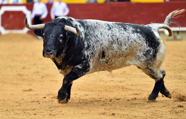 Touro Espanha Espetáculo Tradicional — Fotografia de Stock