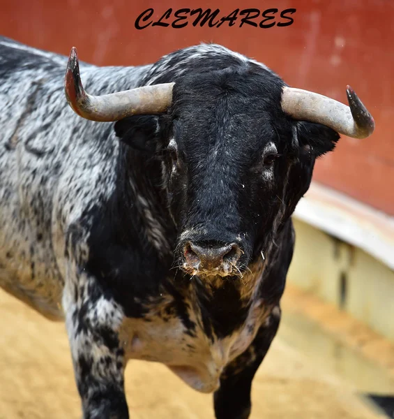 Spanish Bull Running Bullring — Stock Photo, Image