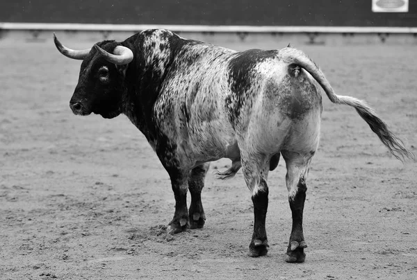 Spaniolă Bull Rulează Bullring — Fotografie, imagine de stoc