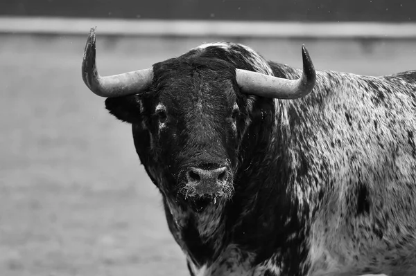 Toro Español Corriendo Plaza Toros —  Fotos de Stock