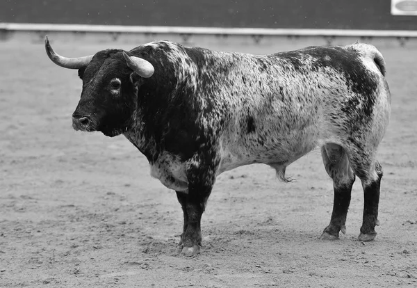 西班牙公牛在斗牛场中运行 — 图库照片