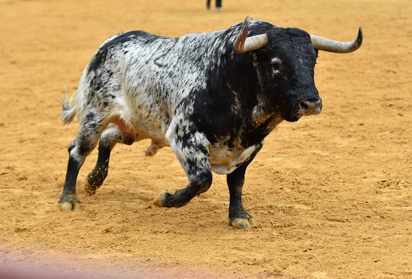 スペイン雄牛闘牛場で実行しています — ストック写真