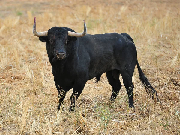 Taureau Espagne Avec Grandes Cornes — Photo