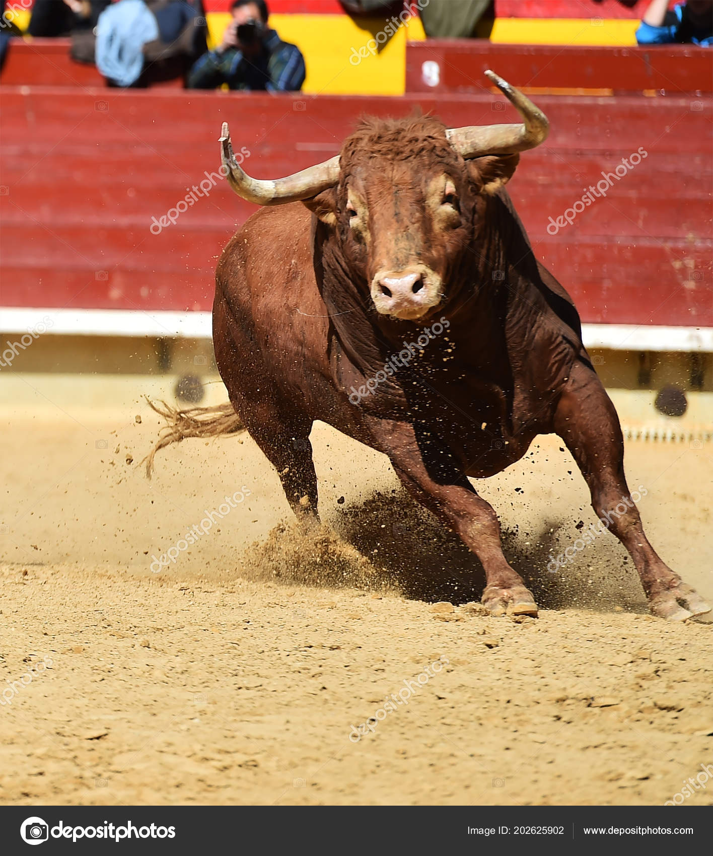 Page De Garde Espagnol Taureau Taureaux Espagnols Espagne — Photographie albertoclemares.hotmail.com