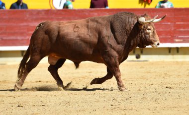 Arena içinde çalışan İspanya boğa