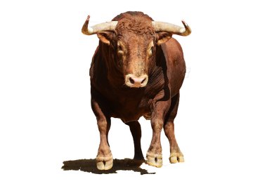 Arena içinde çalışan İspanya boğa