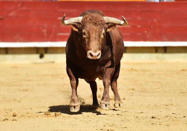 Tjuren Spanien Med Stora Horn — Stockfoto