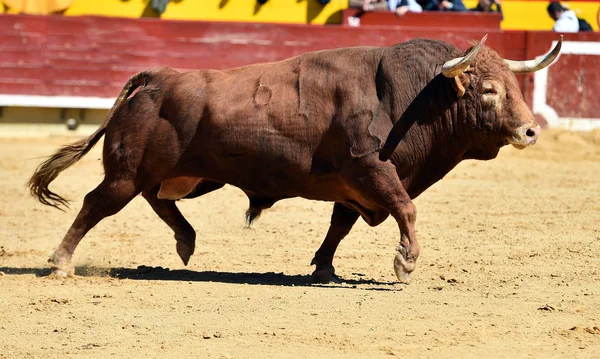 Toro Spagna Con Grandi Corna — Foto Stock