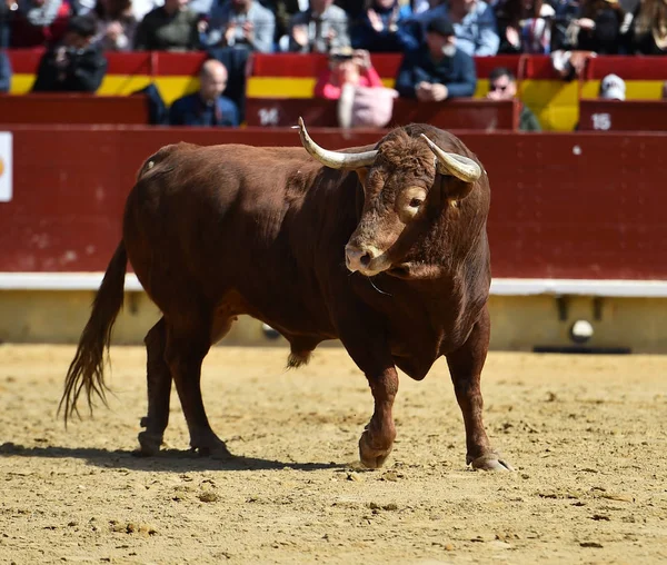 Toro España Con Cuernos Grandes — Foto de Stock