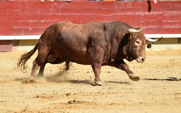 Toro Spagna Esecuzione Bullring — Foto Stock