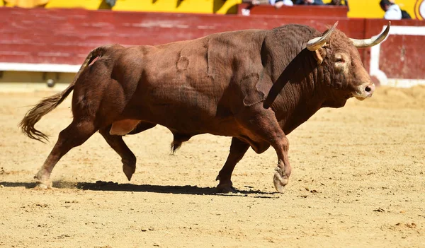 Arena Içinde Çalışan Spanya Boğa — Stok fotoğraf