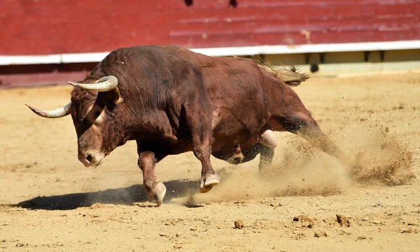 Tjuren Spanien Kör Tjurfäktningsarena — Stockfoto