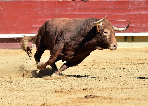 Stier Spanien Läuft Stierkampfarena — Stockfoto