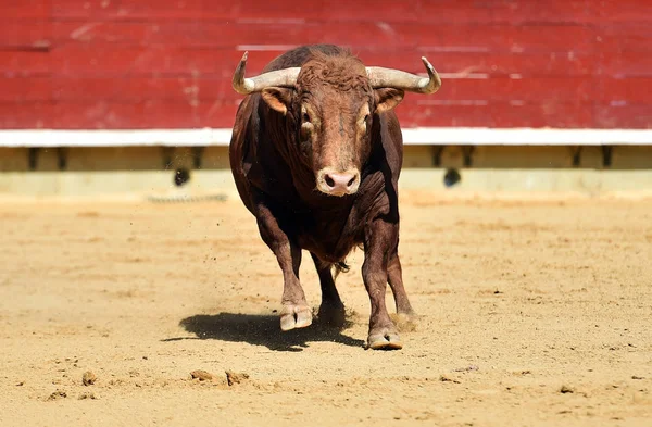 Tjuren Spanien Kör Tjurfäktningsarena — Stockfoto