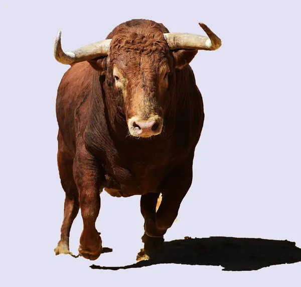 Toro Spagna Esecuzione Bullring — Foto Stock