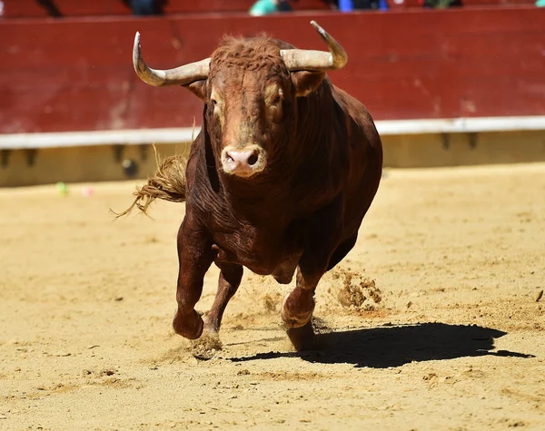 Tjuren Spanien Kör Tjurfäktningsarena — Stockfoto