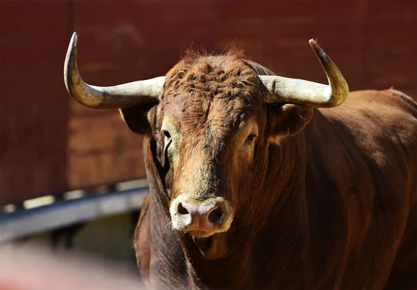 Spanska Tjuren Spanien — Stockfoto