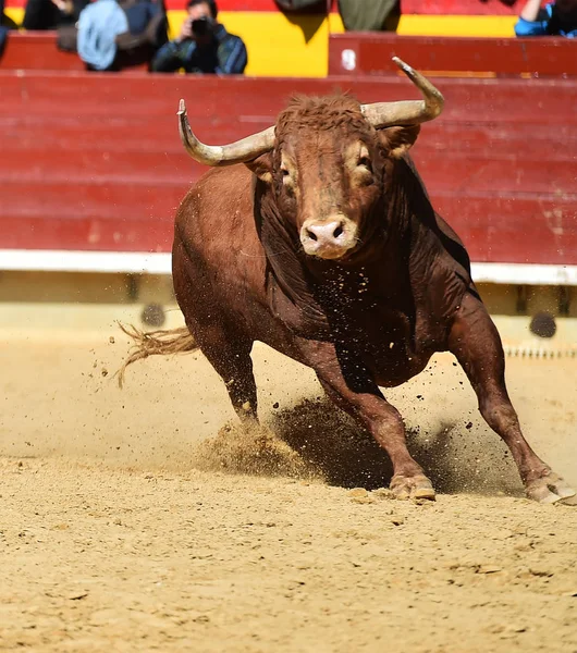 スペインでスペイン語の雄牛 — ストック写真