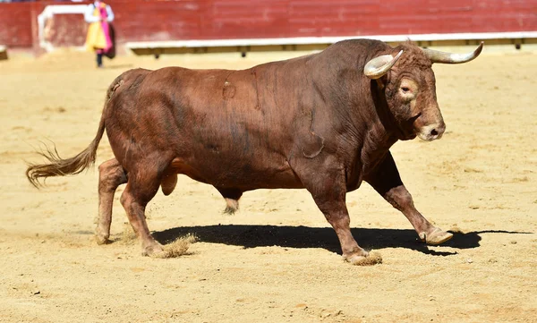 Touro Espanhol Espanha — Fotografia de Stock