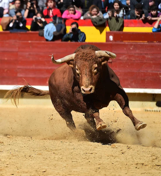 西班牙公牛在西班牙 — 图库照片