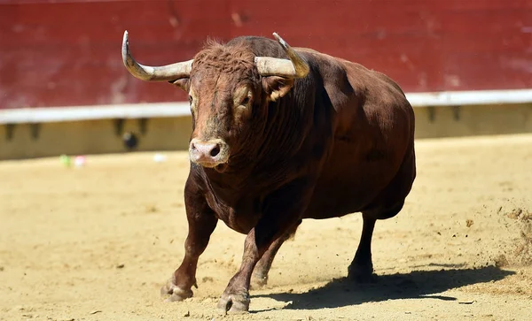 Spanska Tjuren Spanien — Stockfoto