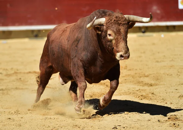 Spanska Tjuren Spanien — Stockfoto