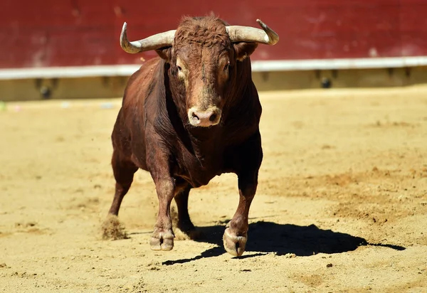 Spanska Tjuren Spanien — Stockfoto